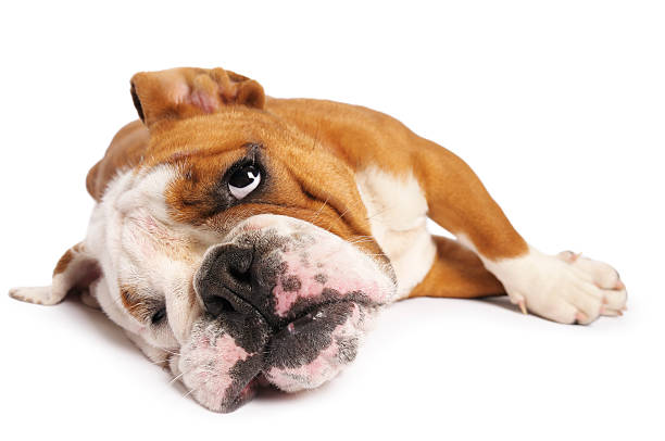 Dog Stress Signals Australia