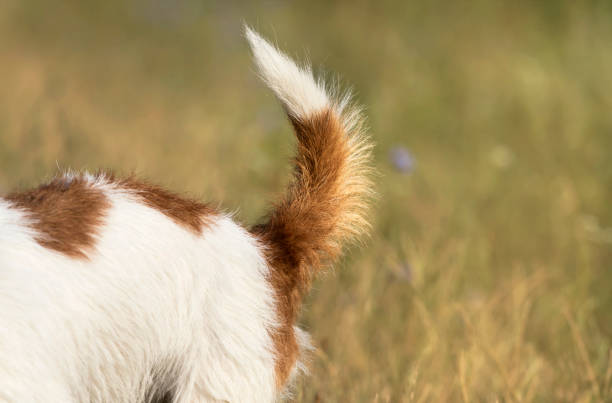 What Does Dog Tail Position Mean