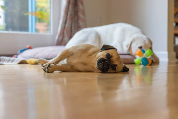 dog toys to keep dogs busy when home alone