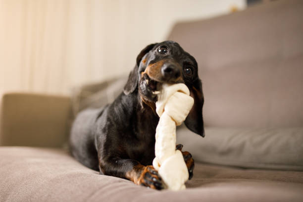 Dog Toys for Dogs Australia