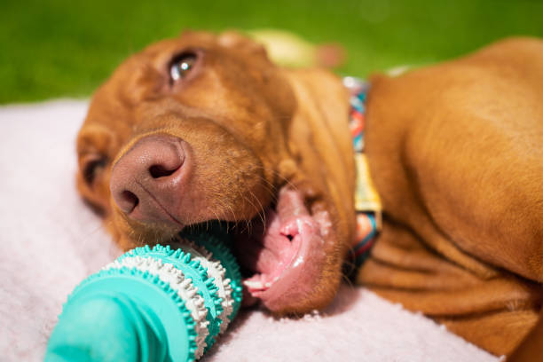 Best Dog Toys for Aggressive Chewers Australia