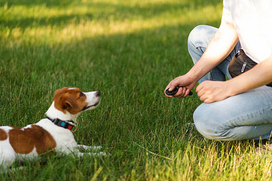 Dog Training Collar with Remote