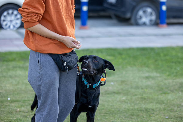 Dog Training Pouch Australia