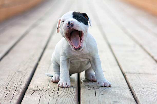 Why Do Dogs Yawn Australia