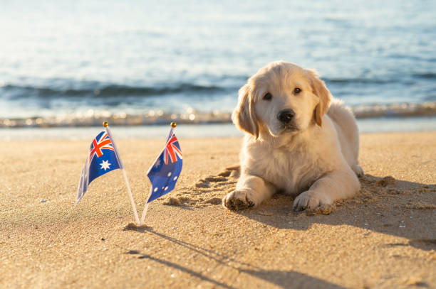Dog Shedding Season in Australia