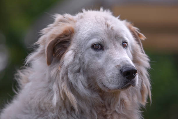 Best Grooming Routine for Double Coated Dogs