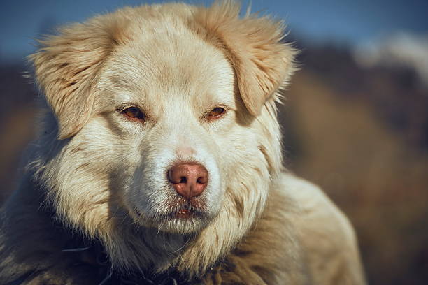 Looking for the best brush for double coated dogs in Australia? Learn which tools work for thick coats, how to use them, and the routine that reduces shedding.