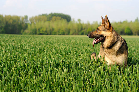 Best Training Collar for German Shepherd 