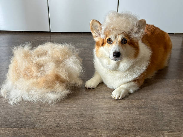 Dog Grooming Routine for Shedding Dogs