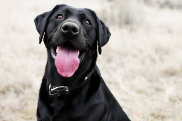 Signs a Rescue Dog Is Beginning to Feel Safe