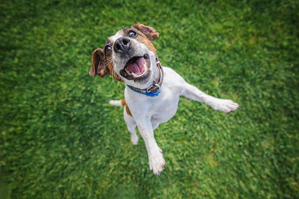 How to Tell if Your Dog Is Happy Australia