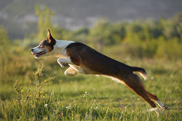 best exercise toys for high energy dogs