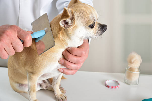 How Often Should You Brush a Short Haired Dog