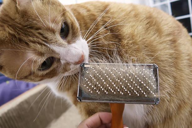 How to Deshed a Cat