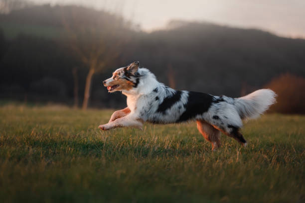 how to exercise a high energy dog at home