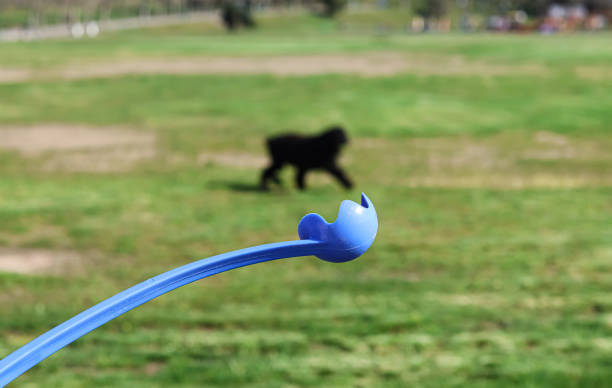 How to Use a Dog Ball Thrower