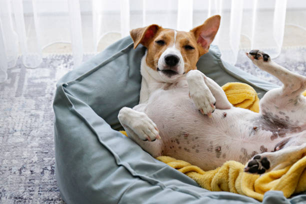 how to wash a dog bed australia