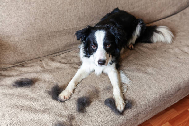 Why Is My Dog Shedding So Much Indoors