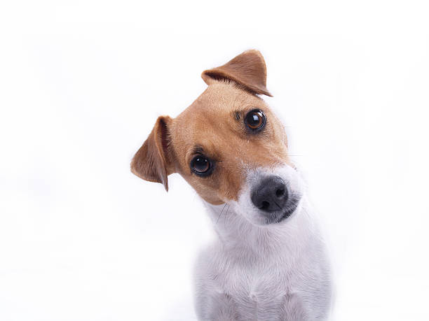 How to Rotate Dog Toys to Keep Dogs Interested
