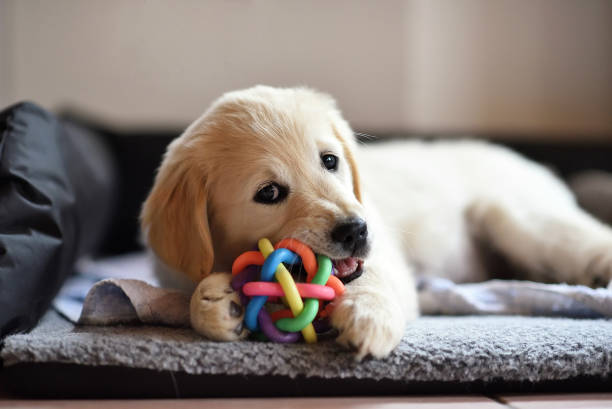 best chew toys for puppies australia