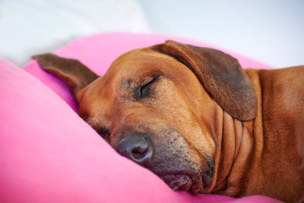 Best Dog Beds for Large Dogs