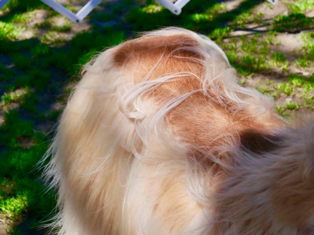 Long Hair Dog Shedding Tips