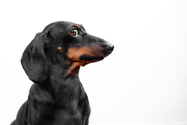 Why Some Dogs Struggle With Routine Changes