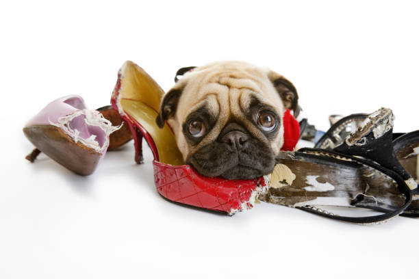 Puppy Proofing Your Home Australia