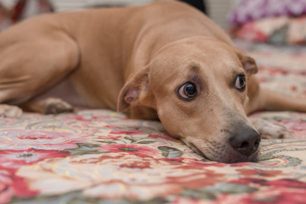 help rescue dog feel safe around new people