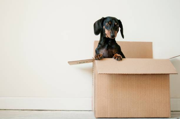 How to Help a Dog Settle Into a New Home