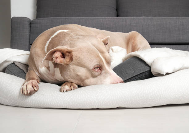 Orthopedic Dog Beds for Large Dogs