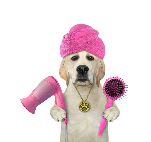 Pet Steam Brush Instructions