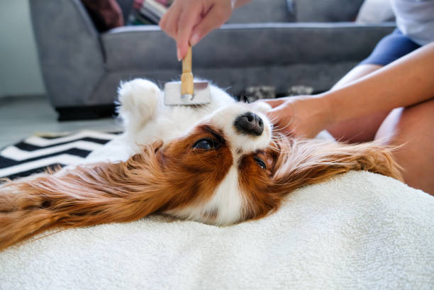 Daily Use Pet Brush