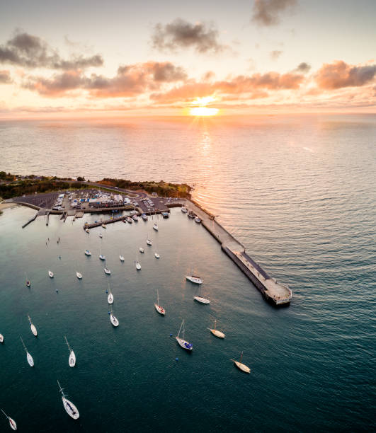 Pet Supplier Mornington