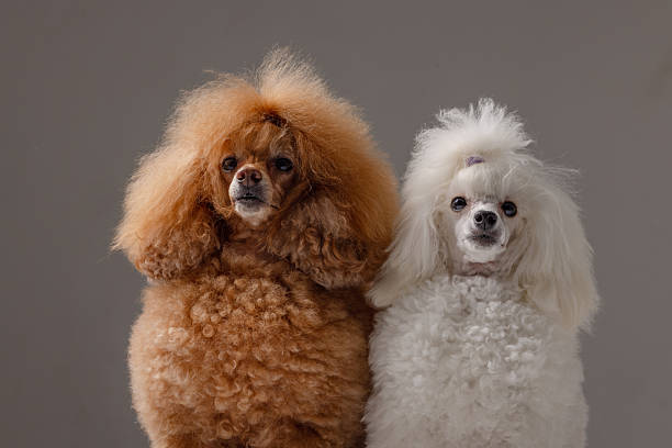 Low Shedding Dog Breeds in Australia