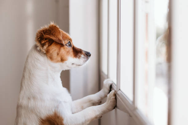 Leaving a Puppy Home Alone