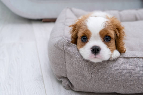 Dog Beds for Puppies Australia