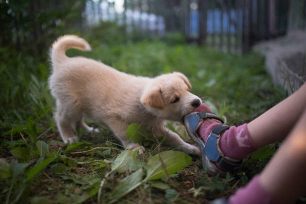 Puppy Biting How to Stop