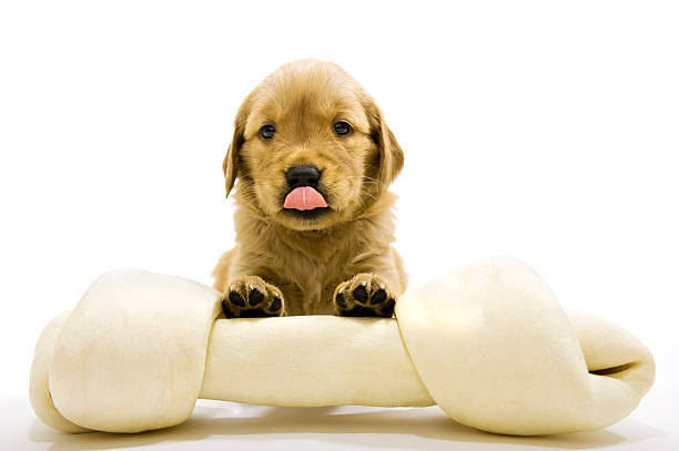Chew Toys for Puppy