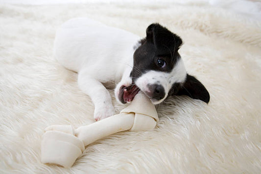 Puppy Chew Toys