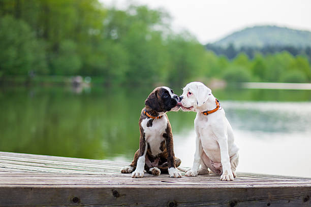 How to Introduce a Puppy to Other Dogs Safely