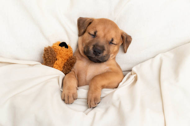 Puppy Sleep Schedule by Age
