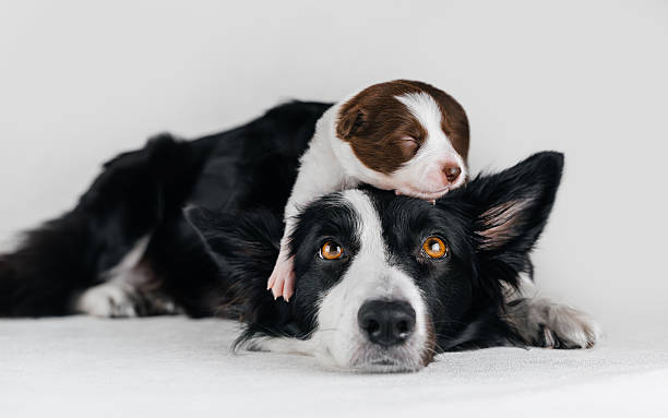How to Socialise a Puppy Safely in Australia