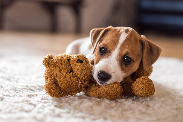 Best Dog Toys for Puppies Australia