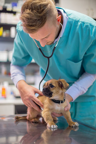 First Vet Visit for a Puppy