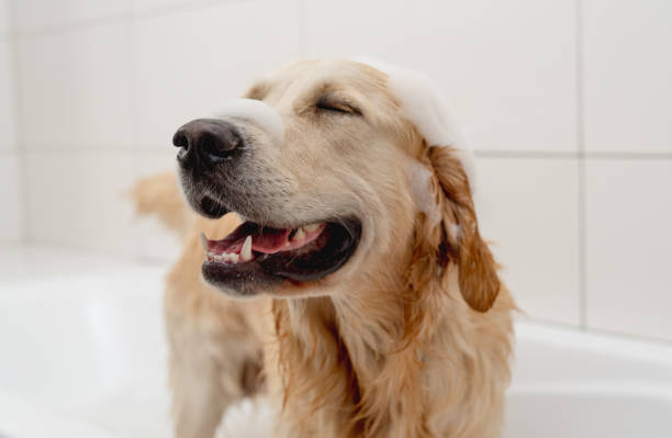 Regular Dog Grooming Routines
