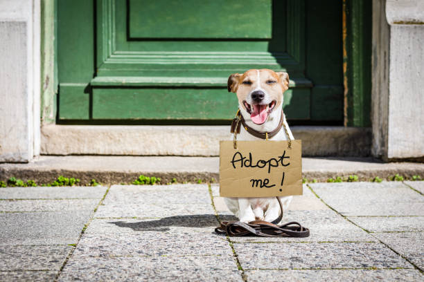 How to Introduce a Rescue Dog to a New Environment