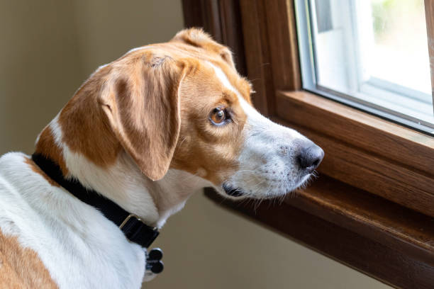 Dog Separation Anxiety