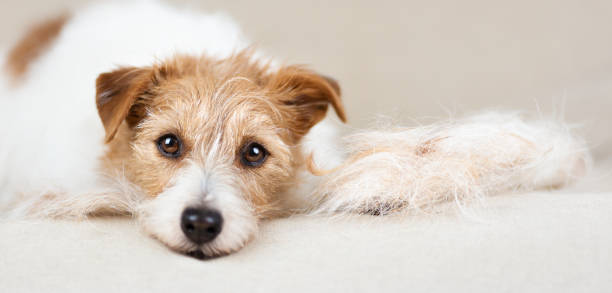 Best Brush for Shedding Dogs Australia