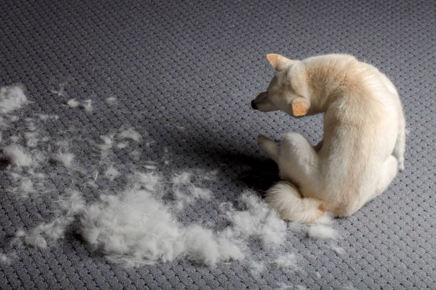 short hair dog shedding solutions